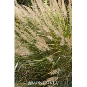 'Korean Calamagrostis' Grass