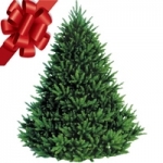 Standard Christmas Trees 6-9 ft