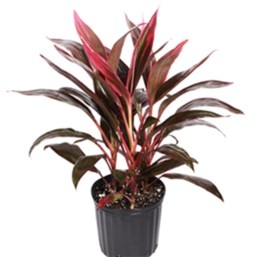 'Red Sister' Cordyline