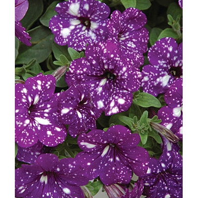 'Night Sky' Petunia