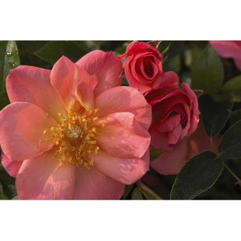 'All the Rage' Rose by Easy Elegance