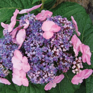 Bailey's Endless Summer Hydrangeas, Twist and Shout