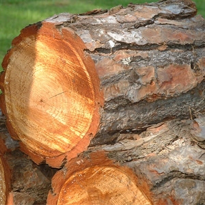 Firewood Rounds
