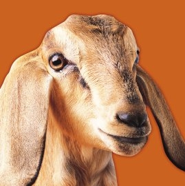 The Circular Health Check for Goats