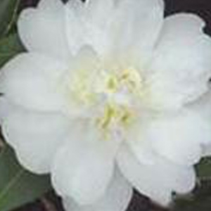 Snow Flurry Camellia