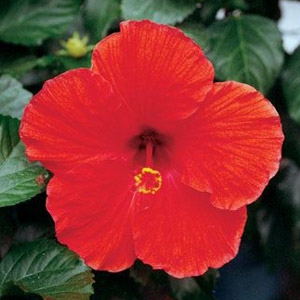Tradewinds Tropical Hibiscus 'Brillant Red'