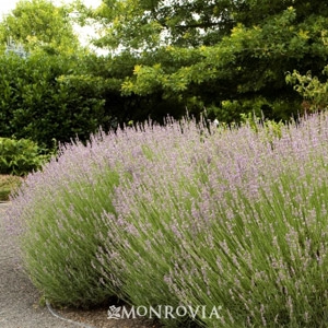 French Lavender 'Provence'
