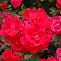 Knock Out® Roses