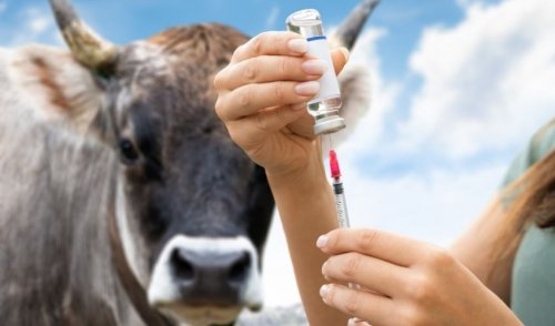 Cow vaccine