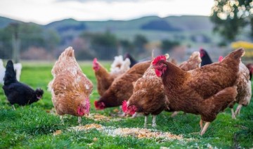 What’s in poultry feed – Part I