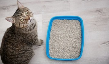 Non-Health Reasons Your Cat Has Stopped Using the Litter Box