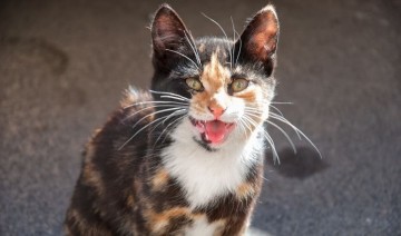 Cat Excessive Meowing and Yowling: Why Cats Meow