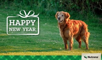 New Year's Resolutions for Pets