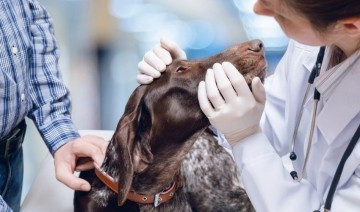 Dog Eye Discharge: When to Worry