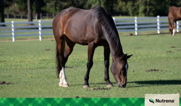 Manage Pasture to Help Control Horse Feed Costs
