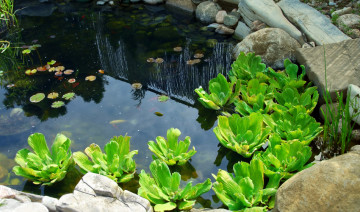 Tips to Establish a Healthy Pond
