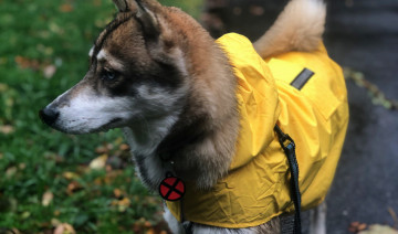 Keeping Pets Safe in a Hurricane