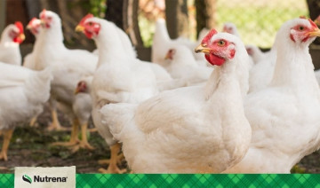 The Power of Probiotics: Maximizing Meat-Bird Potential