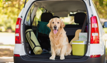 Dog Car Sickness and Motion Sickness