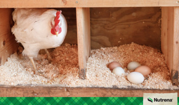 Getting the Most Eggs from Your Hens in Winter