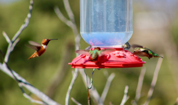 Attract More Hummingbirds