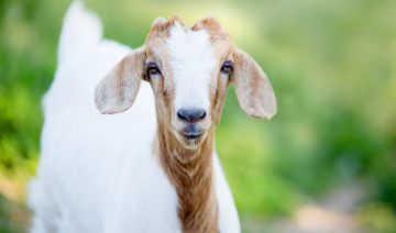 Ketosis in Goats