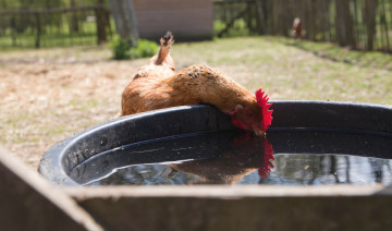 Summer Flock Care: How to Keep Chickens Cool