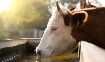 Tips to Curb Heat Stress in Cattle