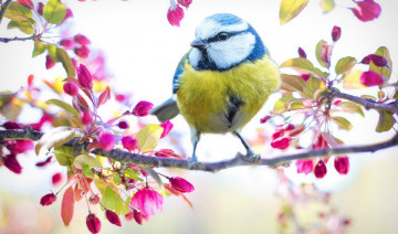 Springtime Wild Bird Care