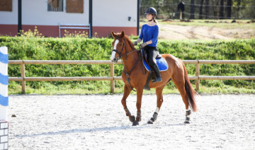 Essential Tips to Optimally Prepare Your Horse for Competition