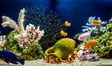 Creating a Stunning Aquascape: Tips for Designing a Beautiful Aquarium