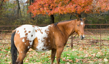 Fall Into Wellness: Essential Horse Care Tips for Autumn