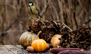 Chill Chirps: Nurturing our Feathered Friends through Cooler Seasons