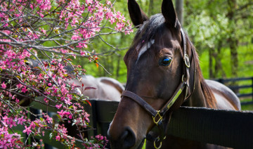 Guiding Your Equine Companion through Spring's Transition: A Seasonal Shift for Horse Owner