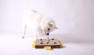 Unleash the Fun: Exploring Enrichment Toys for Dogs