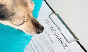 Peace of Mind: Understanding the Importance of Pet Insurance