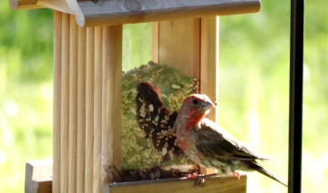 Keeping Our Feathered Friends Fed: Essential Bird Feeder Maintenance Tips