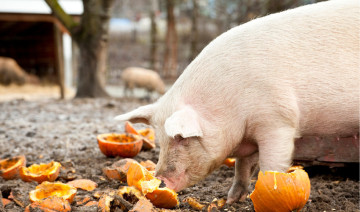 Pumpkin Spice and Everything Nice: Fun Fall Treats for Your Farm Animals