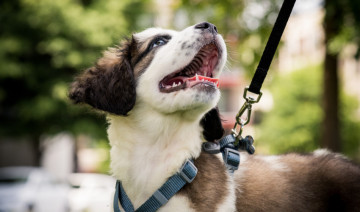 How to Train Your Dog for Leash Walking in Time for Warmer Weather