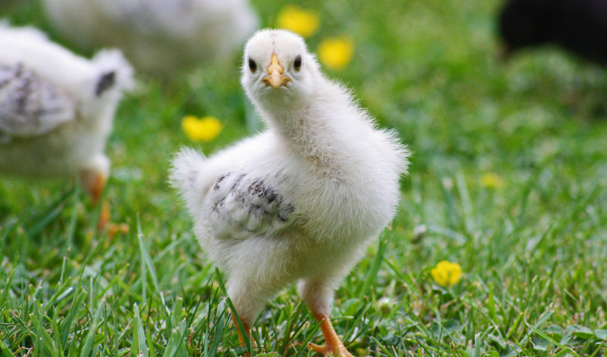 Chick Order Forms