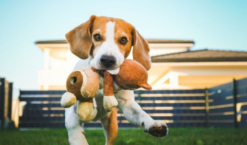 National Pet Month: 5 Easy Ways to Celebrate Your Pet in May