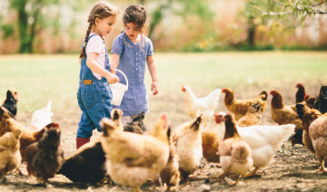 Chill Out Your Coop: Top Supplies to Keep Your Chickens Comfortable