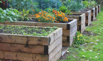DIY Raised Garden Beds: Selecting and Cutting Pressure-Treated Lumber