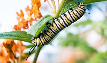 July Pest Patrol: Safe & Effective Solutions for Summer Invaders