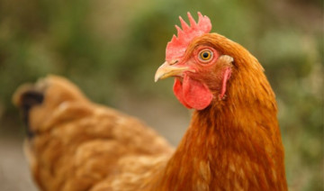 The Molting Process