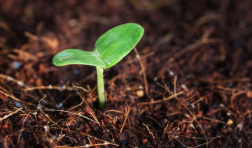 Prepping for Spring: Early Garden Planning and Seed Starting Tips