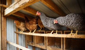Winter Lighting In The Chicken Coop
