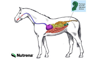 Tour the Equine Digestive Tract