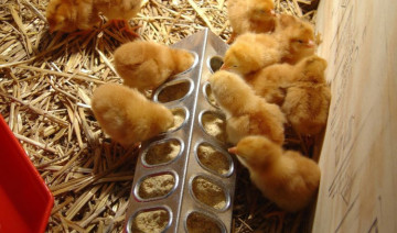 The Power of Protein: Helping Your Chicks Grow Strong and Healthy