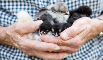 Raising Baby Chicks 101